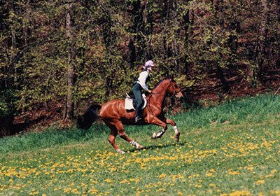 Freude – der unterschätzte Leistungstreiber im Pferdesport - Online Kurs Mentaltraining für Reiter 